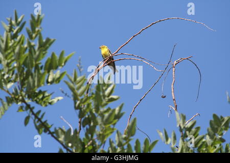 Ein kleine gelbe breasted Vogel saß auf einem feinen Ast eines Baumes Stockfoto