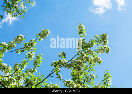 Schönen Apfel Äste mit den blauen Himmel. Schönen Frühling blühenden Baum. Selektiven Fokus Stockfoto