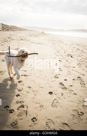 Niedlichen Hund holen einen Stock auf Strand, Dillon Beach, Kalifornien, USA Stockfoto