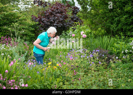 Reife Dame riecht Rosen in einem englischen Landhaus-Garten. Sie steht mit einer Tasse Tee. Stockfoto