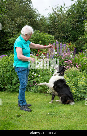 Reife Frau training ihr Border Collie im Garten im Sommer. Stockfoto