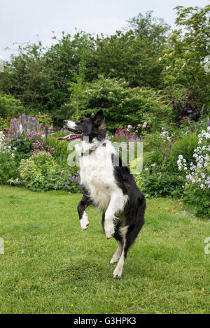 Border-Collie Hund Spaß in einem Garten im Sommer. Sie ist bis auf ihre Beine zurück, als ob tanzen. Stockfoto