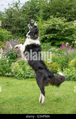 Border-Collie Hund Spaß in einem Garten im Sommer. Sie springt in die Luft, um eine Blase zu fangen. Stockfoto