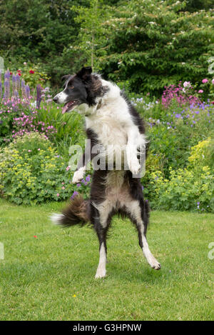 Border-Collie Hund Spaß in einem Garten im Sommer. Sie ist bis auf ihre Beine zurück, als ob tanzen. Stockfoto