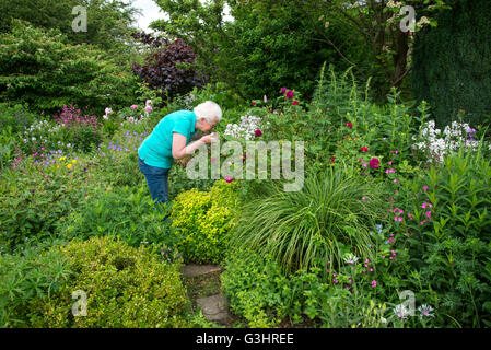 Eine reife Frau riecht Blumen in einem englischen Cottage-Garten im Sommer. Stockfoto