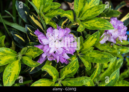 Rhododendron Goldfinger Stockfoto