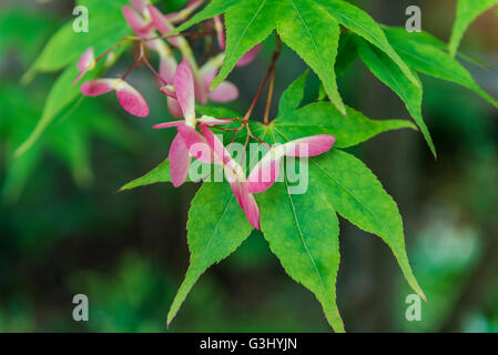 Acer Palmatum Osakazuki geflügelten Samen, Frühsommer. Stockfoto