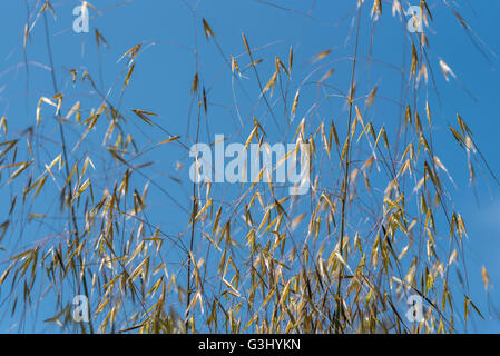 Stipa Gigantea Riesen Feather Grass Golden Hafer Stockfoto