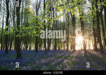 Buche und Bluebell Holz bei Sonnenaufgang, "Badbury Büschel", 'Badbury Hill', Oxfordshire, England, UK Stockfoto