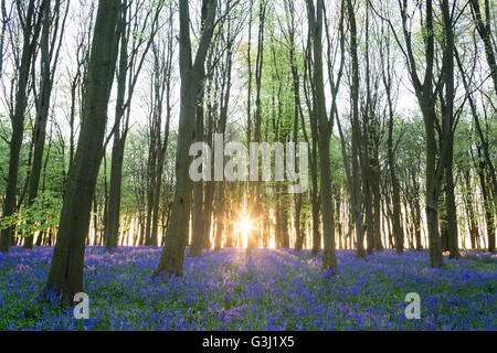 Buchenholz und Glockenblumen bei Sonnenaufgang, "Badbury Büschel", "Badbury Hill', Oxfordshire, England, UK Stockfoto