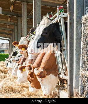 Viele Kühe essen Heu am Futtertrog. Stockfoto