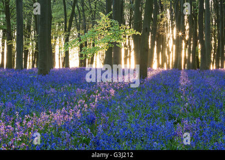 Bluebell Holz Sonnenaufgang, "Badbury Büschel", 'Badbury Hill', Oxfordshire, England, UK Stockfoto