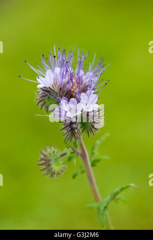 Nahaufnahme von Phacelia Grüner Dünger vor verschwommenem grünen Hintergrund, Großbritannien Stockfoto