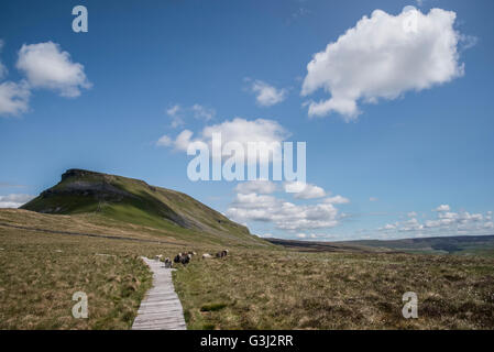 Pen-y-Gent Berg im Sommer Stockfoto