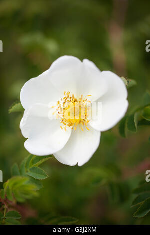 Nahaufnahme einer einzelnen White Wild Rose - Dog Rose vor einem grün verschwommenen Hintergrund, UK Stockfoto