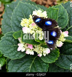 Großer Eggfly Schmetterling mit blauen und weißen Flecken auf einer gelben Blume Stockfoto