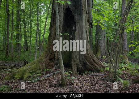 Alte Eiche steht fast tot noch gegen junge Hainbuchen Stand, Białowieża Wald, Polen, Europa Stockfoto