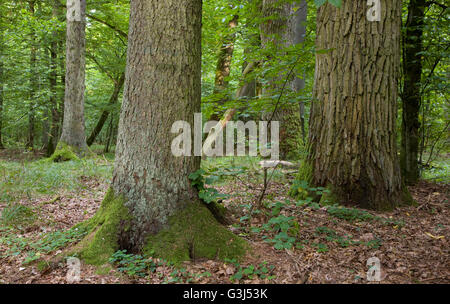 Gruppe der alten großen Bäumen Eiche vor allem in Laub-Stand, Białowieża Wald, Polen, Europa Stockfoto