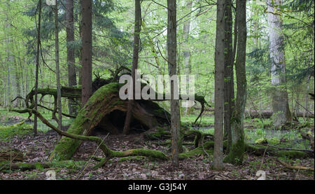 Gebrochene Baumwurzeln teilweise sank gegen frische grüne Laub Stand, Białowieża Wald, Polen, Europa Stockfoto