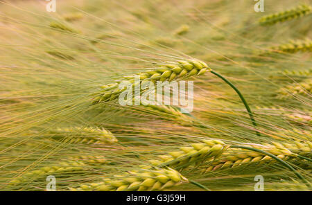 Grüne Triticale Ohren kultiviert Hybrid von Weizen und Roggen im Feld im Feld Stockfoto