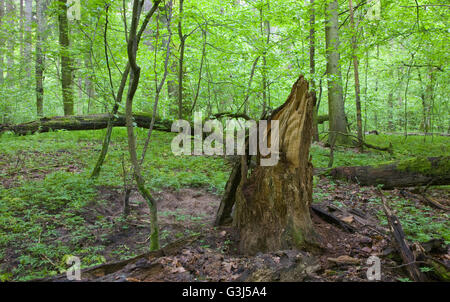 Teilweise abgelehnte stumpf vor Laubbäume in Laub-Frühling Wald, Białowieża Wald, Polen, Europa Stockfoto