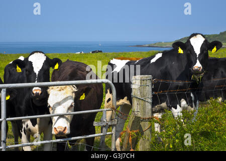 Holstein-Friesian Rinder Kühe Stockfoto