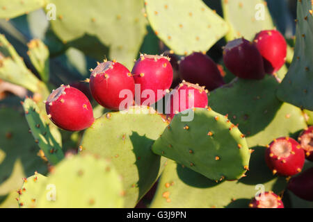 Rote Reifen Kaktusfeigen Frucht des Kaktus Stockfoto