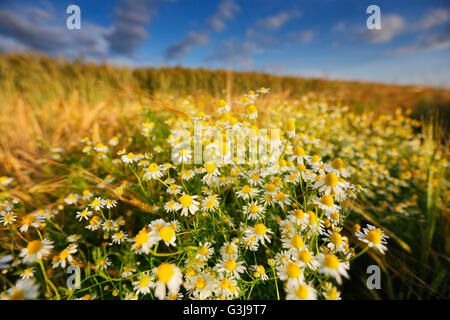 Kamillenblüten im Weizenfeld Stockfoto