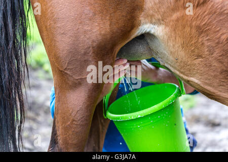 Pferd in Kirgisistan Melken. Stockfoto