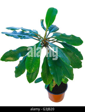 Euphorbia Leuconeura Pflanze im Blumentopf isoliert auf weiss Stockfoto