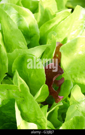 Frischer grüner Salat Salatblätter Closeup in warmes Sonnenlicht Stockfoto