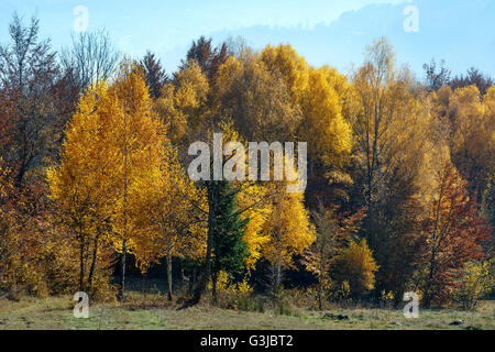 Herbstliche Waldrand an nebligen Berghang. Stockfoto