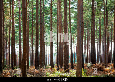 Einheitliche Bäume in einem Wald (New Forest, UK) Stockfoto