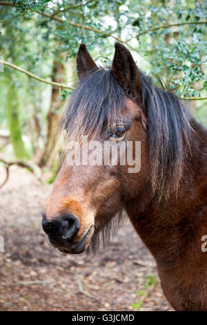 Porträt eines wilden Pferdes in einem Wald, Brockenhurst, Vereinigtes Königreich Stockfoto