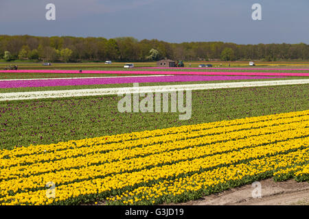 Blauer Himmel über gelb und rosa Tulpenfelder in der Nähe von Dorf Lisse in den Niederlanden im Mai Stockfoto