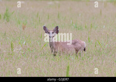 Rocky Mountain Maultierhirsch (Odocoileus Hemionus Hemionus), macht und Jugendliche.  Bosque del Apache National Wildlife Refuge, NM Stockfoto