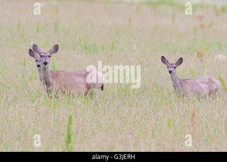 Rocky Mountain Maultierhirsch (Odocoileus Hemionus Hemionus), macht und Jugendliche.  Bosque del Apache National Wildlife Refuge, NM Stockfoto