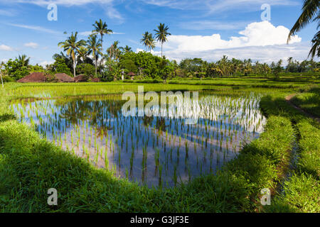 Tagsüber Landschaft der Reisfelder in Ubud, Bali, Indonesien. Stockfoto