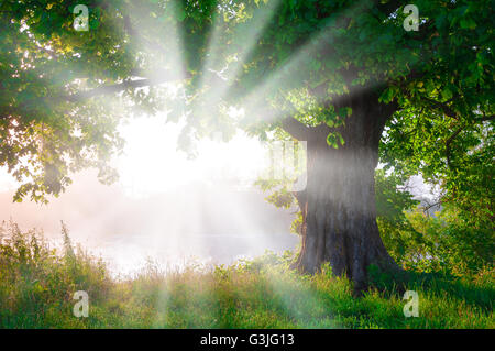 Sonnenaufgang über dem alten einsamen Baum Stockfoto