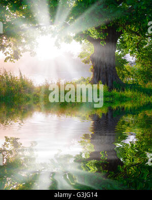 Baum auf der Wiese im Nebel mit Sonnenlicht reflektiert auf dem Fluss Stockfoto