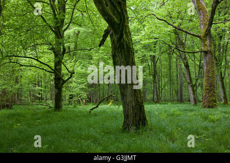 Schattige Laub-Stand von Białowieża Wald im Frühling mit frischen grünen grasbewachsenen Boden und alte Bäume, Wald von Białowieża, Polen, Stockfoto