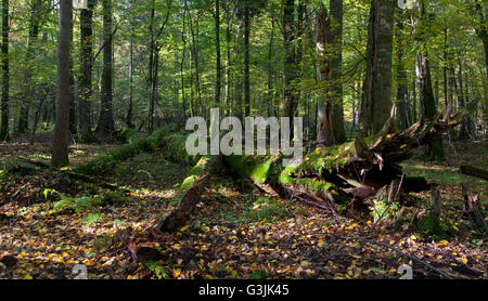 Alten Hainbuche Baum gebrochen, liegend in herbstlichen Laub-Stand von Białowieża Wald, Wald von Białowieża, Polen, Europa Stockfoto