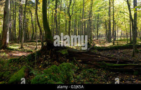 Alte Linde, kaputte liegen und Sonne über in herbstliche Landschaft Laub stehen, Białowieża Wald, Polen, Europa Stockfoto