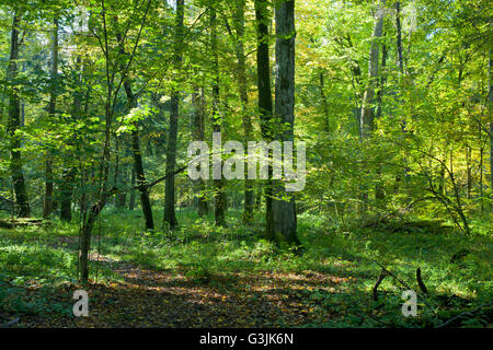 Natürlichen Laub-Stand von Białowieża Wald mit altem Baumbestand der Hainbuche im sonnigen Herbsttag, Białowieża Wald, Polen, Europa Stockfoto