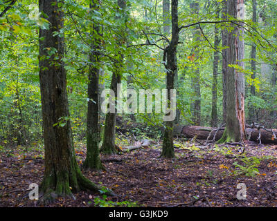 Alte Hainbuche Moos eingewickelt Baum und gebrochenen Eiche in schattigen reichen Laub-Stand im Sommer Abendlicht, Białowieża Wald, Polen Stockfoto