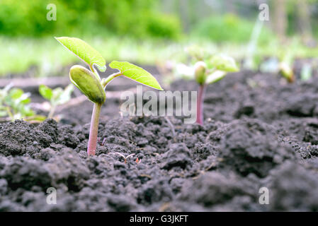 Junge grüne Sämling einer Borlotti-Bean erwächst aus einer frischen Braunerde in einem lokalen Garten. Kopie-Space-Bereich für Gemüsegarten Stockfoto