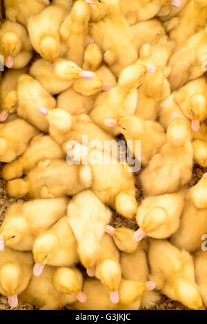 Viele gelbe Broiler Küken mit flauschigen Federn aufgezogen für Hühnerfleisch, wenn Sie ausgewachsen. Obenliegende Bild in einer Holzkiste Stockfoto