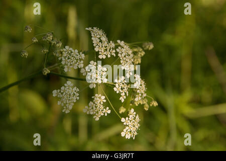 Nahaufnahme der Kuh Petersilie Anthriscus Sylvestris von weichen Abendlicht beleuchtet Stockfoto
