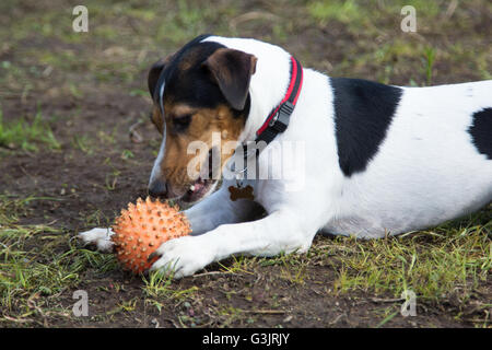 Hund liegt auf dem Boden und nagt eine Kugel Stockfoto