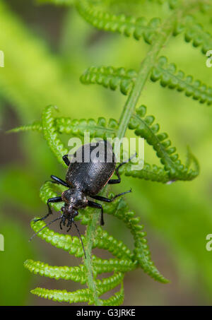 Bronze Carabid (Carabus Nemoralis) auf Farn Blatt closeup Stockfoto